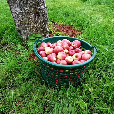 Geerntete rote Äpfel in einem Korb am Apfelbaum