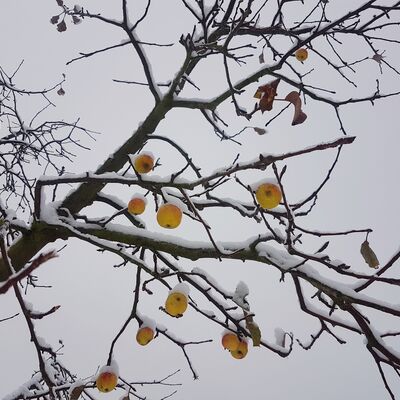 Gelbe Äpfel am Baum von Schnee bedeckt