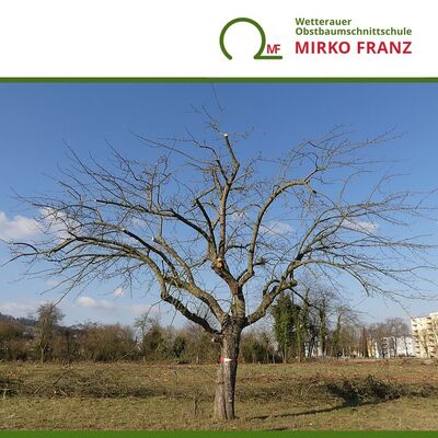 obstbaumschnittkurs-altbaumschnitt-wetterauer-obstbaumschnittschule-mirko-franz-720x720
