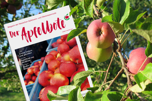 Das Magazin "Der Apfelbote" liegt zwischen Zweigen und Äpfeln eines Apfelbaums.