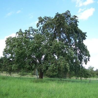 Landschaftsprägender Speierlingsbaum in Streuobstwiesen