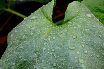 Kürbisblatt mit Regentropfen
