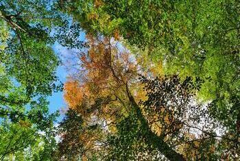 Blick in das Blätterdach eines Laubwaldes. Die Blätter tragen Herbstlaub.