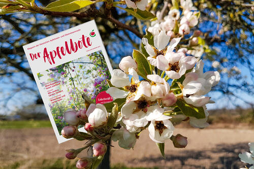 Das Magazin "Der Apfelbote" liegt in einem blühenden Apfelbaum.