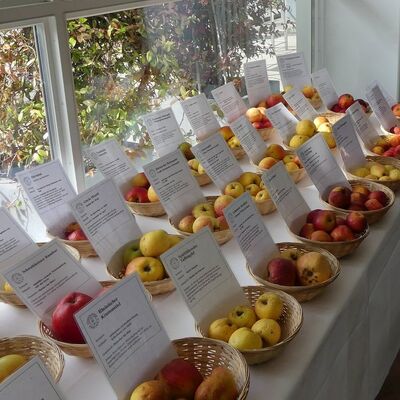 Apfelsortenausstellung der Landesgruppe Hessen des Pomologen-Vereins