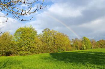 Auf einer Wiese mit Büschen ist ein regenbogen zu sehen.