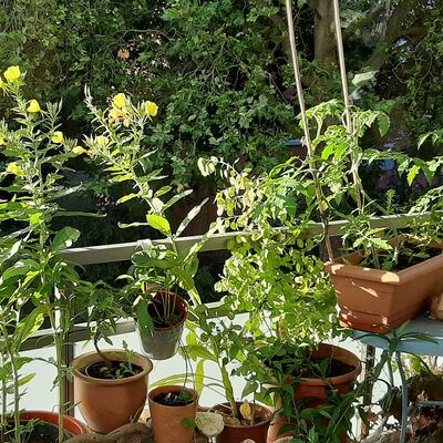 Viele verschiedene Töpfe mit Pflanzen stehen auf einem Balkon.