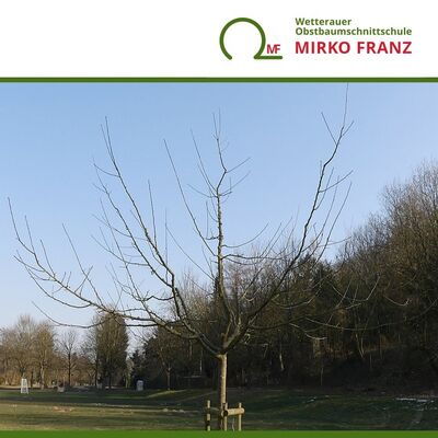obstbaumschnittkurs-jungbaumschnitt-wetterauer-obstbaumschnittschule-mirko-franz-720x720