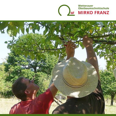 obstbaumschnittkurs-sommerschnitt-wetterauer-obstbaumschnittschule-mirko-franz-720x720