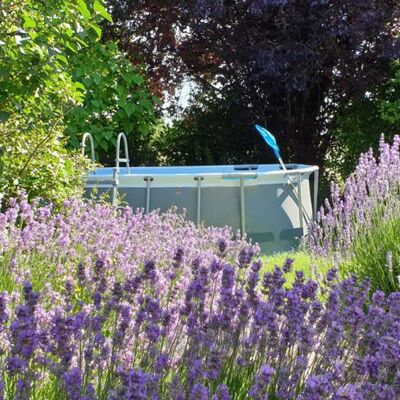 Lavendel und Pool im Garten