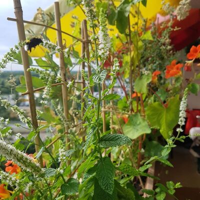 Insektenfreundliche Bepflanzung auf dem Balkon
