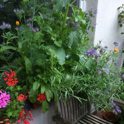 Bepflanzung auf der Fensterbank