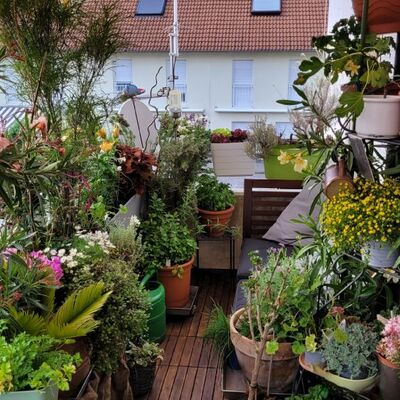 Vielfalt an Pflanzen auf dem Balkon