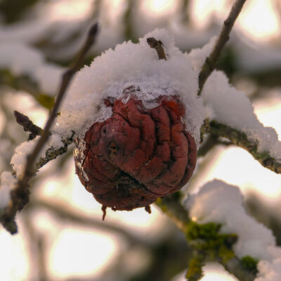 Auf einem verschrumpelten Apfel am Baum liegt Schnee.