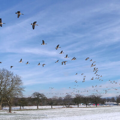 Eine Schaar von Gänsen fliegt über eine Streuobstwiese in winterlicher Landschaft.