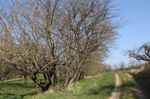 Maulbeerbäume am Wegesrand in der Landschaft