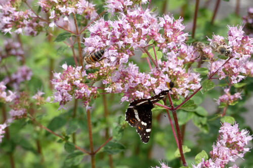 Zwei Bienen und ein Landkärtchen (Schmetterling) sitzen auf einer Oreganoblüte.
