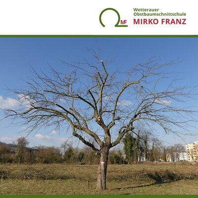 obstbaumschnittkurs-altbaumschnitt-wetterauer-obstbaumschnittschule-mirko-franz-720x720