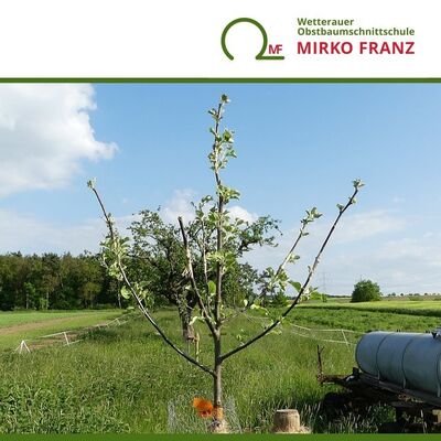veredelungskurs-wetterauer-obstbaumschnittschule-mirko-franz-720x720