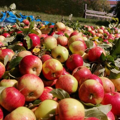 apfel 2
