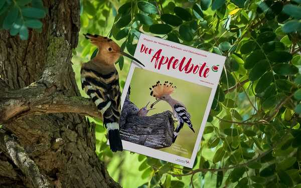 Ein Wiedehopf sitzt auf einem Baum.
