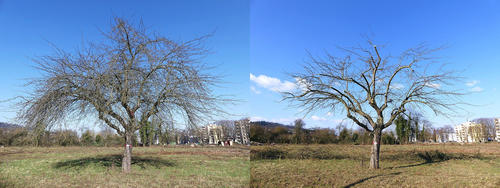 Vorher - Nachher - Beispiel eines Auslichtungsschnitts an einem Obstbaum ohne Belaubung