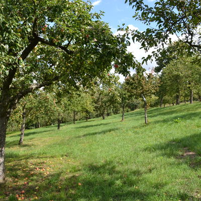 Blick über eine Streuobstwiese mit Apfelbäumen.