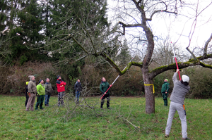 Teilnehmer beim Pflegen eines Obstbaumes