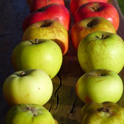 Verschiedene regionale Apfelsorten liegen von grün bis rot sortiert auf einem Holztisch.