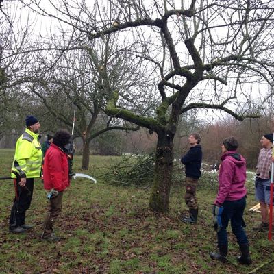 6 Teilnehmer des Seminars "zertifizierter Landschaftsobstbauer" stehen bei der Altbaumpflege um einen kahlen Baum und hören interessiert zu.
