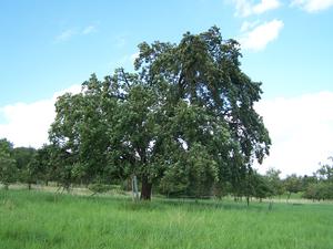 Landschaftsprägender Speierlingsbaum in Streuobstwiesen