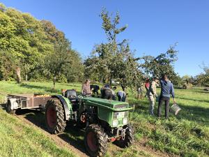 Menschen und Traktor bei Apfelernte im Herbst