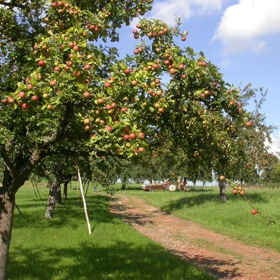 Apfelbaum mit vielen reifen Äpfeln auf einer Streuobstwiese.