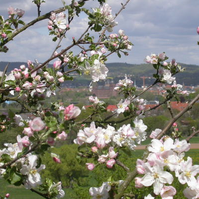 Apfelblüten mit Blick in die Landschaft