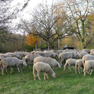 Grasende Schafherde auf einer Streuobstwiese im Herbst.