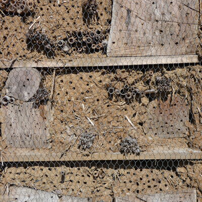 Ausschnitt aus einem Insektenhotel mit Brutlöchern aus Lehm, Holz und hohlen Stängeln.