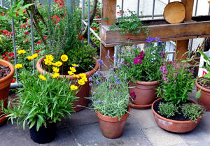 Blumentöpfe mit verschiedenen blühenden Pflanezen, wie zum Beispiel Lavendel, Wiesensalbei stehen auf einem Balkon.