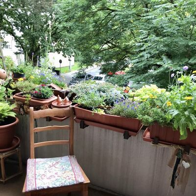 Ein Stuhl im Vordergrund, im Hintergrund die vielen Pflanzen auf der Balkonbrüstung.