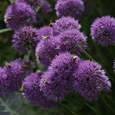Lila Blütendolden mit zahlreichen Bienen