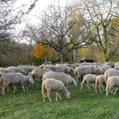 Die Schafherde auf dem Kirschberg in Bad Vilbel