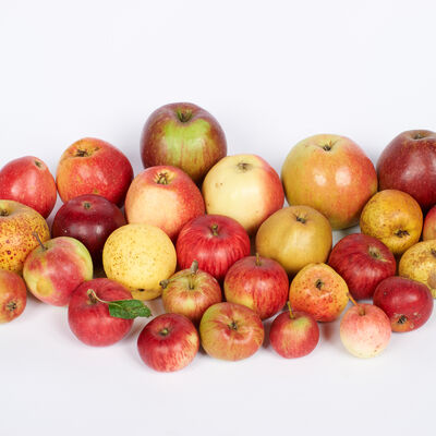 historische Apfelsorten